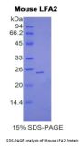 Mouse Lymphocyte Function Associated Antigen 2 (LFA2) Protein