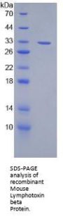 Mouse Lymphotoxin Beta (LTb) Protein