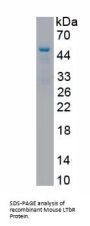 Mouse Lymphotoxin Beta Receptor (LTbR) Protein