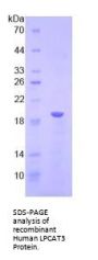 Human Lysophosphatidylcholine Acyltransferase 3 (LPCAT3) Protein