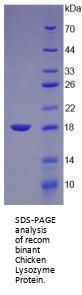 Chicken Lysozyme (LZM) Protein
