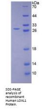 Human Lysyl Oxidase Like Protein 1 (LOXL1) Protein
