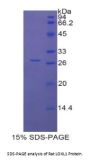Rat Lysyl Oxidase Like Protein 1 (LOXL1) Protein