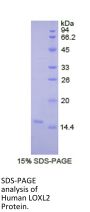 Human Lysyl Oxidase Like Protein 2 (LOXL2) Protein