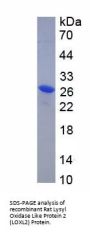 Rat Lysyl Oxidase Like Protein 2 (LOXL2) Protein