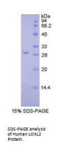 Human Lysyl Oxidase Like Protein 2 (LOXL2) Protein