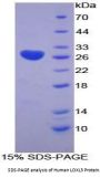 Human Lysyl Oxidase Like Protein 3 (LOXL3) Protein