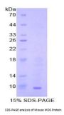Mouse Macrophage Derived Chemokine (MDC) Protein