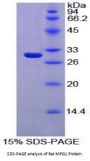 Rat Macrophage Expressed Protein 1 (MPG1) Protein