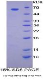 Dog Macrophage Inflammatory Protein 1 Beta (MIP1b) Protein