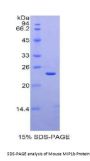 Mouse Macrophage Inflammatory Protein 1 Beta (MIP1b) Protein