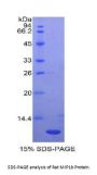 Rat Macrophage Inflammatory Protein 1 Beta (MIP1b) Protein