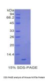 Mouse C-C Motif Chemokine 20 / MIP3A (CCL20) Protein