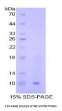 Rat C-C Motif Chemokine 19 (CCL19) Protein