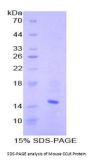 Mouse Chemokine (C-C motif) ligand 6 / C10 (CCL6) Protein
