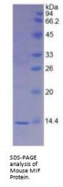 Mouse Macrophage Migration Inhibitory Factor (MIF) Protein