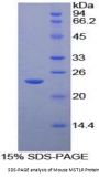 Mouse Macrophage Stimulating 1 Receptor (MST1R) Protein