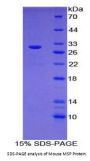 Mouse Macrophage Stimulating Protein (MSP) Protein