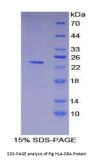 Pig HLA Class II Histocompatibility Antigen, DR Alpha Chain (HLA-DRA) Protein