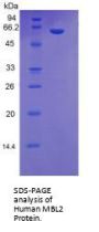 Human Mannose Binding Lectin (MBL) Protein