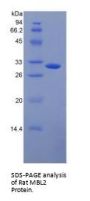 Rat Mannose Binding Lectin (MBL) Protein