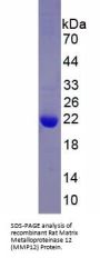 Rat Matrix Metalloproteinase 12 (MMP12) Protein