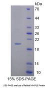 Rabbit Matrix Metalloproteinase 13 (MMP13) Protein