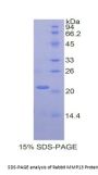 Rabbit Matrix Metalloproteinase 13 (MMP13) Protein