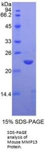 Mouse Matrix Metalloproteinase 13 (MMP13) Protein