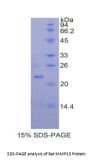 Rat Matrix Metalloproteinase 13 (MMP13) Protein