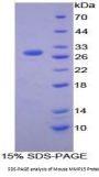 Mouse Matrix Metalloproteinase 15 (MMP15) Protein