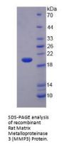 Rat Matrix Metalloproteinase 3 / Stromelysin-1 (MMP3) Protein