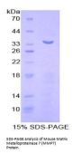 Mouse Matrix Metalloproteinase 7 (MMP7) Protein