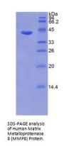 Human Matrix Metalloproteinase 8 (MMP8) Protein