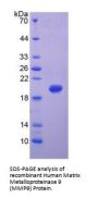 Human Matrix Metalloproteinase 9 (MMP9) Protein