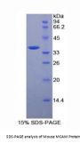 Mouse Melanoma Cell Adhesion Molecule (MCAM) Protein