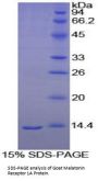 Goat Melatonin Receptor 1A (MTNR1A) Protein