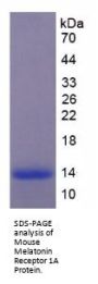 Mouse Melatonin Receptor 1A (MTNR1A) Protein