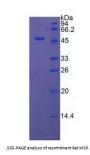 Rat Membrane Cofactor Protein (MCP) Protein