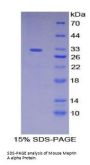 Mouse Meprin A Subunit Alpha (MEP1A) Protein
