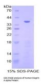 Human Meprin A Subunit Alpha (MEP1A) Protein