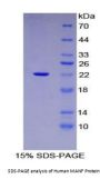 Human Mesencephalic Astrocyte Derived Neurotrophic Factor (MANF) Protein