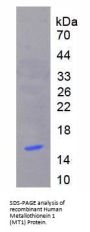 Human Metallothionein 1 (MT1) Protein