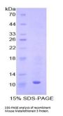 Mouse Metallothionein 3 (MT3) Protein
