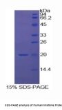 Human Midkine (MK) Protein
