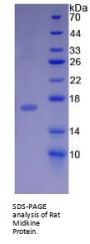 Rat Midkine (MK) Protein