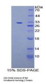 Rat Mindbomb Homolog 2 (MIB2) Protein