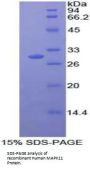 Human Mitogen-Activated Protein Kinase 11 (MAPK11) Protein