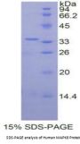 Human Mitogen-Activated Protein Kinase 8 / JNK1 (MAPK8) Protein