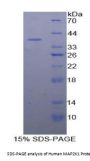 Human Mitogen Activated Protein Kinase Kinase 1 (MAP2K1) Protein